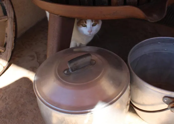 Giuliva Bed & Breakfast 3*